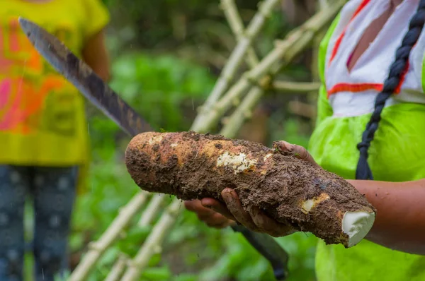 Cuyabeno, Ekvador amazon orman içinde bir kök yucca bitkisinin kesme — Stok fotoğraf