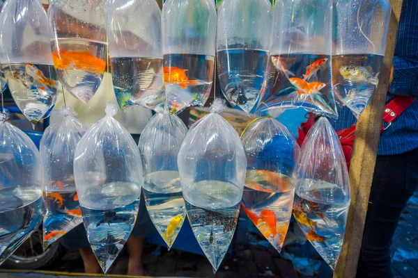 Raw de sacos de plástico, com diferentes espécies de peixes em um mercado em Denpasar, Bali, na Indonésia — Fotografia de Stock