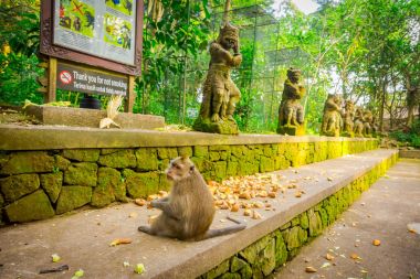 Uzun kuyruklu makak Macaca fascicularis Ubud maymun orman tapınakta Bali Endonezya