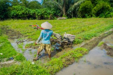 Bali, Endonezya - 05 Nisan 2017: Çiftçi cleanning teraslar, Ubud, Bali, Endonezya su dolu bir ülkede bazı pirinç tohum bitki alanı