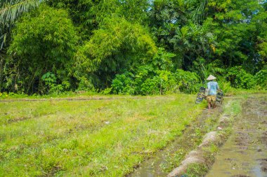 Bali, Endonezya - 05 Nisan 2017: Çiftçi cleanning teraslar, Ubud, Bali, Endonezya su dolu bir ülkede bazı pirinç tohum bitki alanı