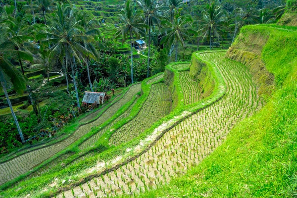 Bela paisagem com terraços de arroz verde perto da aldeia de Tegallalang, Ubud, Bali, Indonésia — Fotografia de Stock