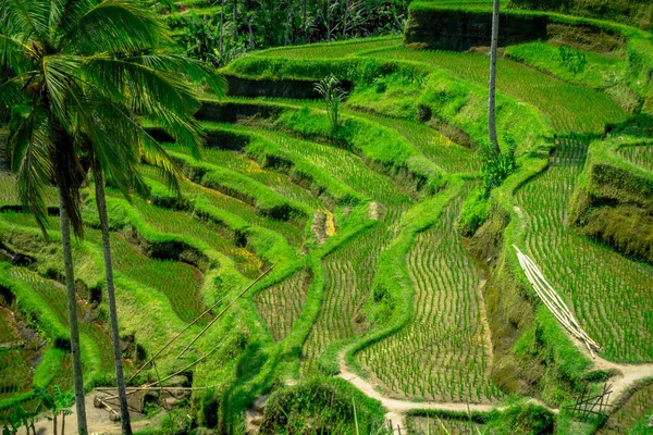 Os terraços de arroz mais dramáticos e espetaculares de Bali podem ser vistos perto da aldeia de Tegallalang, em Ubud Indonesia — Fotografia de Stock