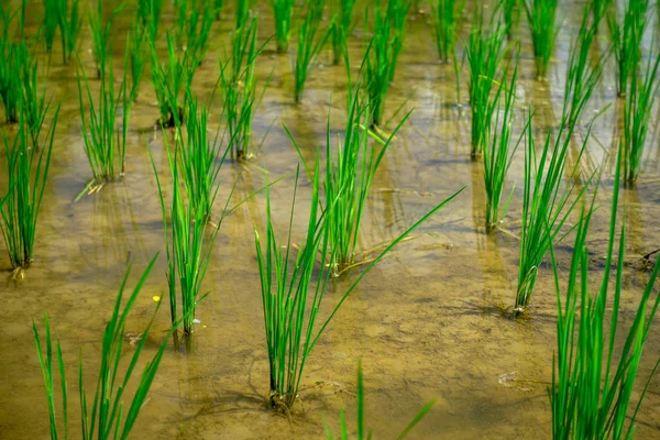 Zbliżenie zielony ryżowym polu. Ryżu w wodzie na ryżu tarasy, Bali, Bali, Indonezja — Zdjęcie stockowe