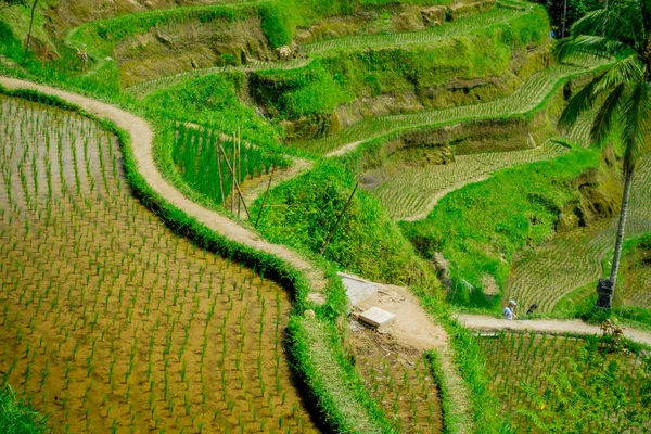 Tegallalang의 마을, 현지 인도네시아 근처 발리의 가장 극적이 고 화려한 쌀 테라스를 볼 수 있습니다. — 스톡 사진