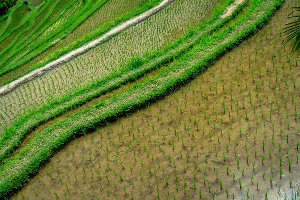 Bela paisagem com terraços de arroz verde perto da aldeia de Tegallalang, Ubud, Bali, Indonésia — Fotografia de Stock