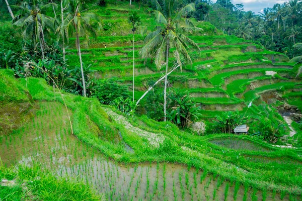 Bela paisagem com terraços de arroz verde perto da aldeia de Tegallalang, Ubud, Bali, Indonésia — Fotografia de Stock