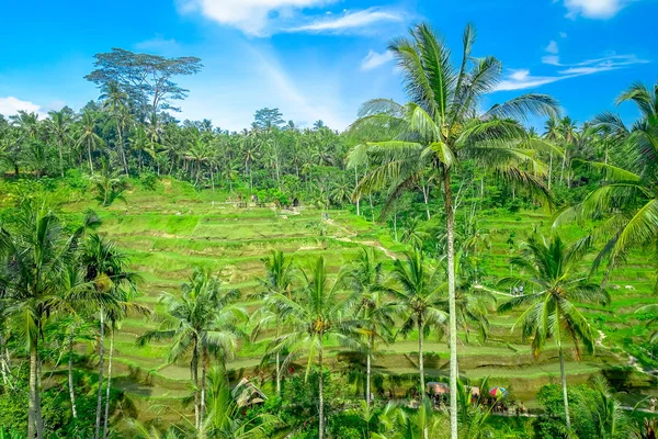 Piękne, panoramiczne widoki z tarasów ryżowych zielony w pobliżu Tegallalang wieś, Bali, Bali, Indonezja — Zdjęcie stockowe