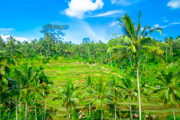Відкривається прекрасна панорама з зелені рисові тераси біля Tegallalang містечка Убуд, Балі, Індонезія — стокове фото