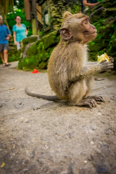 长尾巴的婴儿猕猴食蟹猴在乌布猴子林寺吃在巴厘岛上用他的手，cob 玉米 — 图库照片