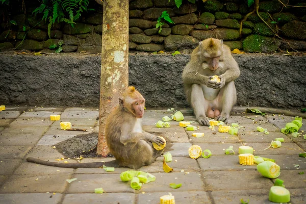 Macacos de cola larga Macaca fascicularis en el Templo del Bosque del Mono Ubud en Bali Indonesia — Foto de Stock