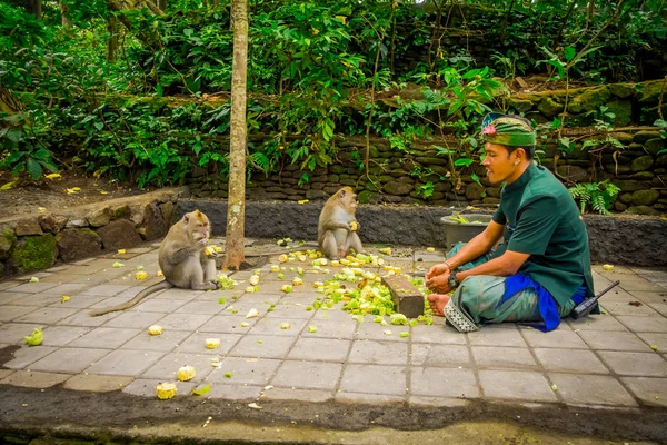 Bali, Endonezya - 05 Şubat 2017: kimliği belirsiz kişi kesme cob Mısır uzun kuyruklu makak Macaca fascicularis Bali Endonezya Ubud maymun orman tapınak içinde beslemek — Stok fotoğraf