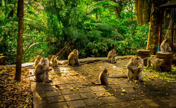 Grupa long-tailed makaków Macaca zmonopolizowanej w Ubud Monkey Forest świątyni, jedzenie owoców w słoneczny dzień w lesie, na wyspie Bali Indonezja — Zdjęcie stockowe