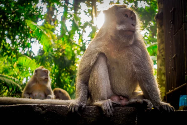 Uzun kuyruklu makak Macaca fascicularis Ubud maymun orman tapınakta Bali Endonezya — Stok fotoğraf