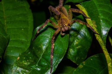 Zehirli göçebe örümcek Phoneutria fera heliconia yaprak Cuyabeno Milli Parkı, Ekvador amazon yağmur ormanları içinde oturan