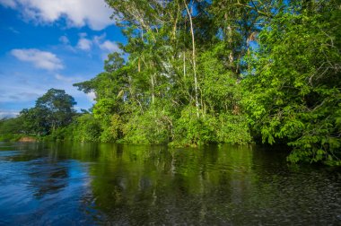 Cuyabeno Wildlife Reserve Milli Parkı'nda, Güney Amerika Ekvador amazon yağmur ormanları içinde Cuyabeno Nehri'nde yoğun bitki örtüsü