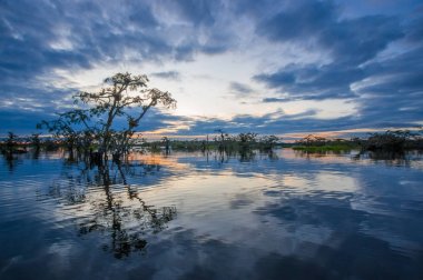 Laguna Grande, Cuyabeno Wildlife Reserve, Amazon Havzası, Ekvador, su dolu bir ormanda silhouetting günbatımı