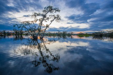 Laguna Grande, Cuyabeno Wildlife Reserve, Amazon Havzası, Ekvador, su dolu bir ormanda silhouetting günbatımı
