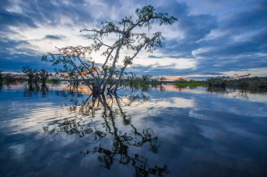Laguna Grande, Cuyabeno Wildlife Reserve, Amazon Havzası, Ekvador, su dolu bir ormanda silhouetting günbatımı