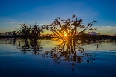 Laguna Grande içinde Cuyabeno Wildlife Reserve Milli Parkı, Ekvator üzerinde günbatımında karşı bir turuncu gökyüzü kontrast ağaçlar