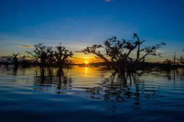 Laguna Grande içinde Cuyabeno Wildlife Reserve Milli Parkı, Ekvator üzerinde günbatımında karşı bir turuncu gökyüzü kontrast ağaçlar