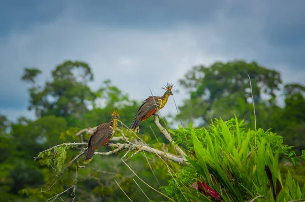 Grupo de hoatzins, episthocomus hoazin, ave endémica sentada en una rama dentro de la selva amazónica en el Parque Nacional Cuyabeno, en Ecuador — Foto de Stock