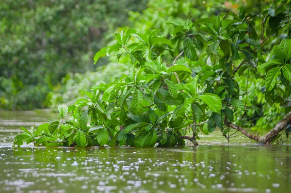 Aguas oscuras tranquilas y mágicas del Amazonas, ubicadas en la selva amazónica en el Parque Nacional Cuyabeno, en la provincia de Sucumbios en Ecuador —  Fotos de Stock