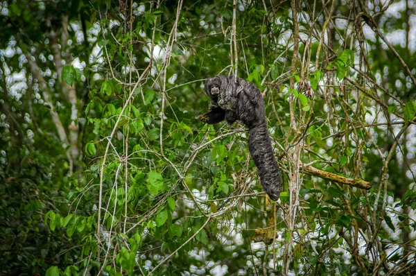 Mooie saki aap Pithecia monachus, zittend op een tak binnenkant van het Amazoneregenwoud in Cuyabeno Nationaal Park, Ecuador — Stockfoto