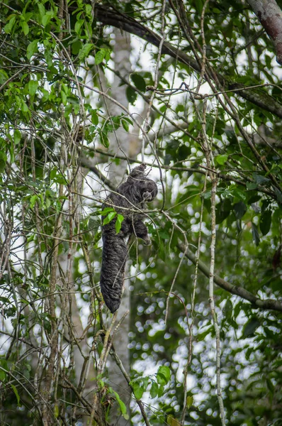 Hermoso mono saki Pithecia monachus, sentado en una rama dentro de la selva amazónica en el Parque Nacional Cuyabeno, Ecuador — Foto de Stock