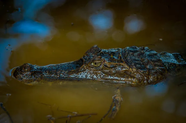 Caiman na água escura no rio Cuyabeno, Reserva de Vida Selvagem de Cuyabeno, Equador — Fotografia de Stock