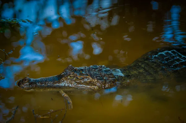 Caiman na água escura no rio Cuyabeno, Reserva de Vida Selvagem de Cuyabeno, Equador — Fotografia de Stock