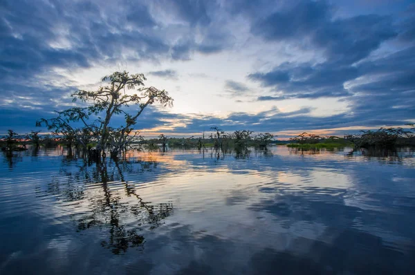 Laguna Grande, Cuyabeno Wildlife Reserve, Amazon Havzası, Ekvador, su dolu bir ormanda silhouetting günbatımı
