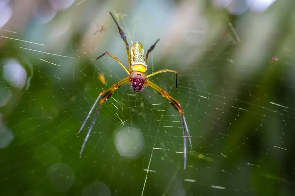 A pók hálójában belsejében a Cuyabeno Nemzeti Park, Ecuador felett lebegő apró pók — Stock Fotó