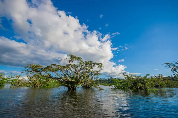 Árboles acuáticos encontrados en zonas de mareas tropicales y subtropicales, Parque Nacional Reserva Natural Cuyabeno, en Ecuador, en un día soleado — Foto de Stock