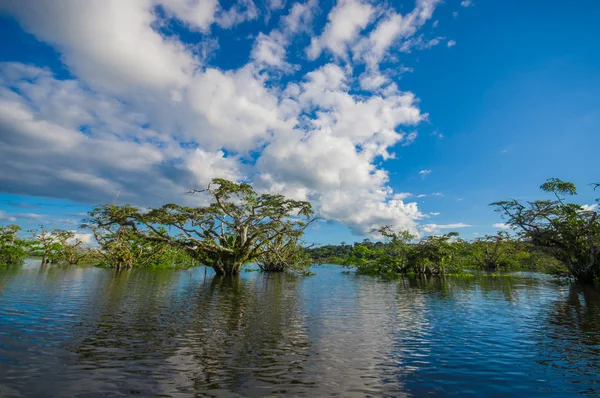 Su ağaçlar tropikal ve subtropikal gelgit alanlarda, Ekvator, Cuyabeno Wildlife Reserve Milli Parkı olarak güneşli günde bulundu