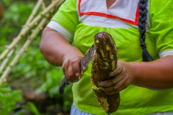 Coupe d'une racine de yucca, à l'intérieur de la forêt amazonienne à Cuyabeno, Équateur — Photo