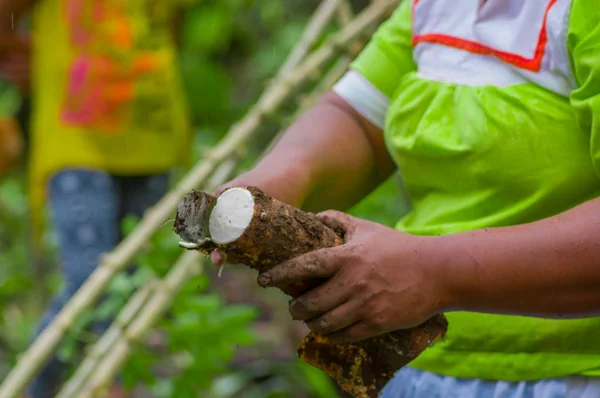 Schneiden einer Wurzel der Yucca-Pflanze, im Amazonaswald in Cuyabeno, Ecuador — Stockfoto