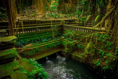 Gölet bazı rakamlar maymun orman sığınak Ubud, Bali, Endonezya, kafam iyi.
