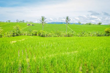 Yeşil pirinç alan kapatın. Pirinç su pirinç terasları, Ubud, Bali, Endonezya