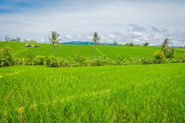 Yeşil pirinç alan kapatın. Pirinç su pirinç terasları, Ubud, Bali, Endonezya