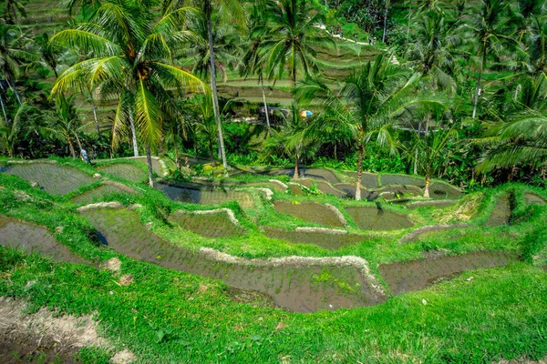 テガララン村、ウブド、バリ、インドネシアに近い緑の棚田と美しい風景 — ストック写真