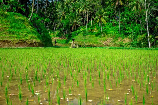 Närbild av gröna risfält. Ris i vatten på ris terrasser, Ubud, Bali, Indonesien — Stockfoto