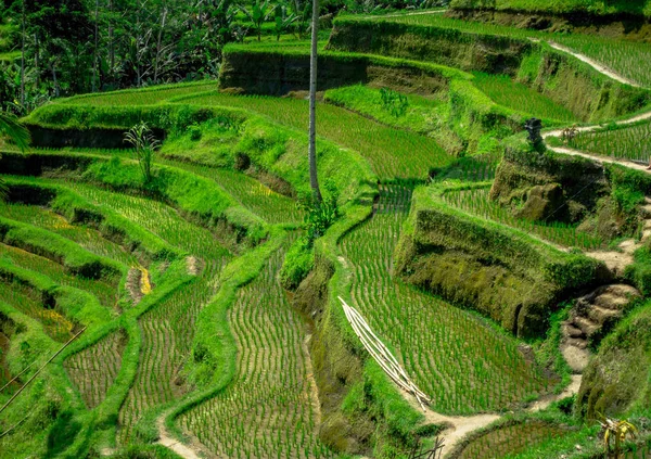 Os terraços de arroz mais dramáticos e espetaculares de Bali podem ser vistos perto da aldeia de Tegallalang, em Ubud Indonesia — Fotografia de Stock