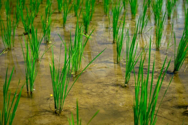 Zbliżenie zielony ryżowym polu. Ryżu w wodzie na ryżu tarasy, Bali, Bali, Indonezja — Zdjęcie stockowe
