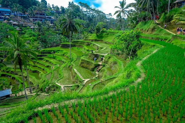 Gyönyörű táj, zöld rizs teraszok közelében Tegallalang village, Ubud, Bali, Indonézia — Stock Fotó