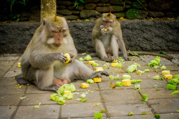 长尾猕猴食蟹猴在乌布猴子林寺在印度尼西亚巴厘岛 — 图库照片