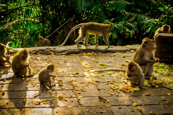 Grupa long-tailed makaków Macaca zmonopolizowanej w Ubud Monkey Forest świątyni, jedzenie owoców w słoneczny dzień w lesie, na wyspie Bali Indonezja — Zdjęcie stockowe