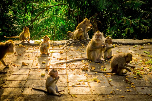 Όμορφη ομάδα της long μακάκους Macaca fascicularis σε ο Ubud Monkey ναός του δάσους, τρώγοντας φρούτα σε μια ηλιόλουστη μέρα μέσα στο δάσος, στο Μπαλί Ινδονησία — Φωτογραφία Αρχείου