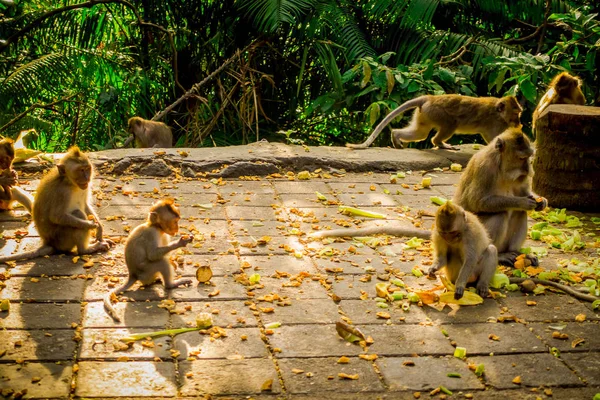 Hermoso grupo de macacos de cola larga Macaca fascicularis en The Ubud Monkey Forest Temple, comiendo frutas en un día soleado dentro del bosque, en Bali Indonesia — Foto de Stock