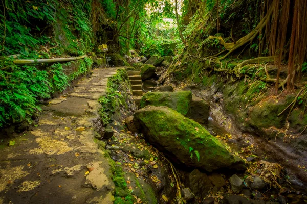 Sendero apedreado dentro del Santuario del Bosque del Mono, una reserva natural y complejo de templos hindúes en Ubud, Bali, Indonesia — Foto de Stock